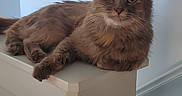 Shyla is registered to the contest to win money with this photo: animal, calm, cat, domestic, ears, feline, fur, home, indoor, looking, mammal, paws, pet, portrait, railing, relaxed, resting, sitting, staircase, whiskers