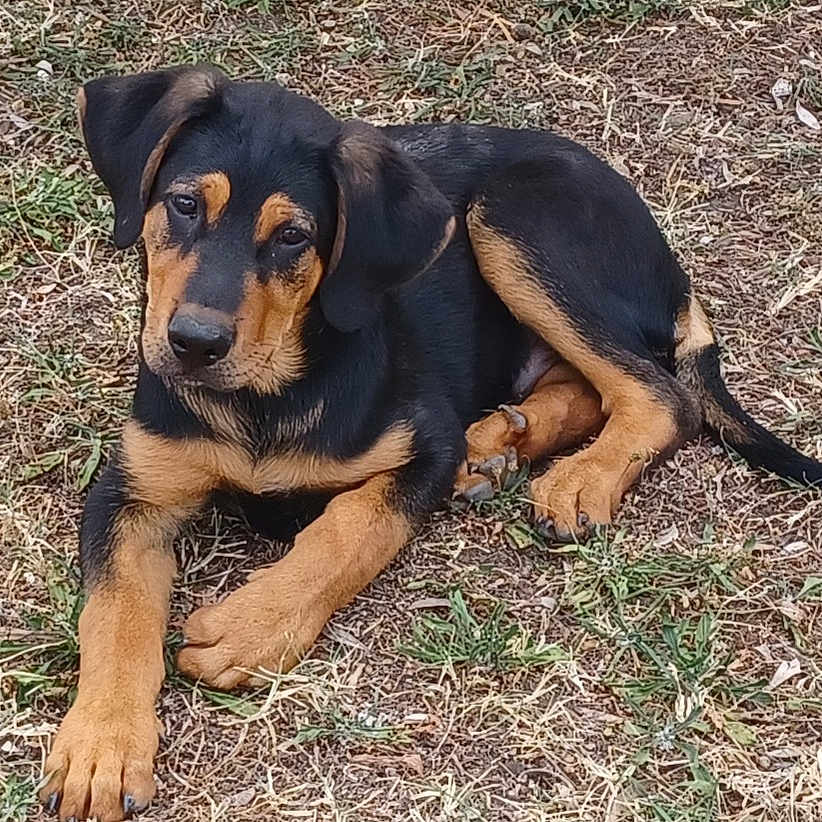 Atlas participe au concours pour gagner de l'argent avec cette photo : adorable, animal, black, canine, cute, dog, ears, fur, grass, looking, lying_down, nature, outdoor, paws, pet, playful, puppy, resting, tan, young