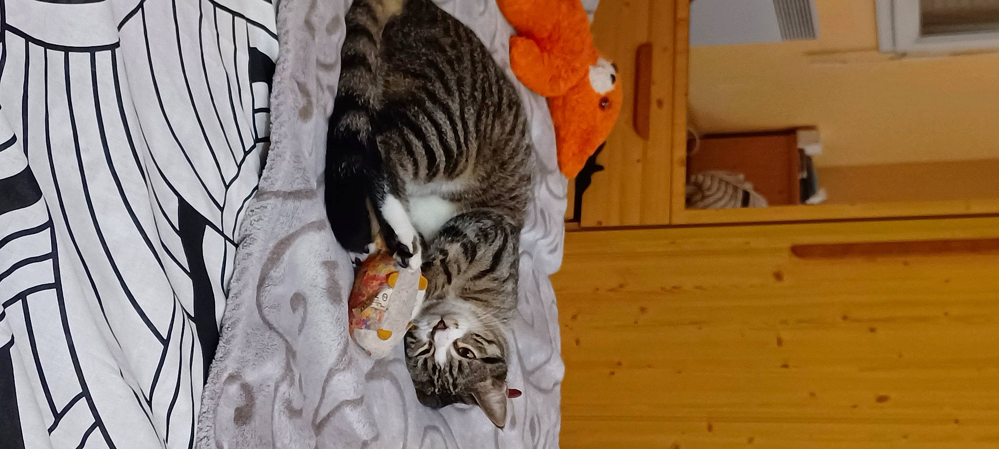 Tixy participe au concours pour gagner de l'argent avec cette photo : carnivore, cat, claw, comfort, domestic_short_haired_cat, felidae, flooring, fur, grey, hardwood, nap, paw, small_to_medium_sized_cats, tail, terrestrial_animal, whiskers, wood