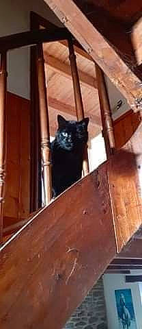 Réglisse participe au concours pour gagner de l'argent avec cette photo : black_cat, brown, carnivore, cat, domestic_short_haired_cat, felidae, fur, hardwood, metal, room, small_to_medium_sized_cats, stairs, tail, terrestrial_animal, whiskers, wood, wood_stain