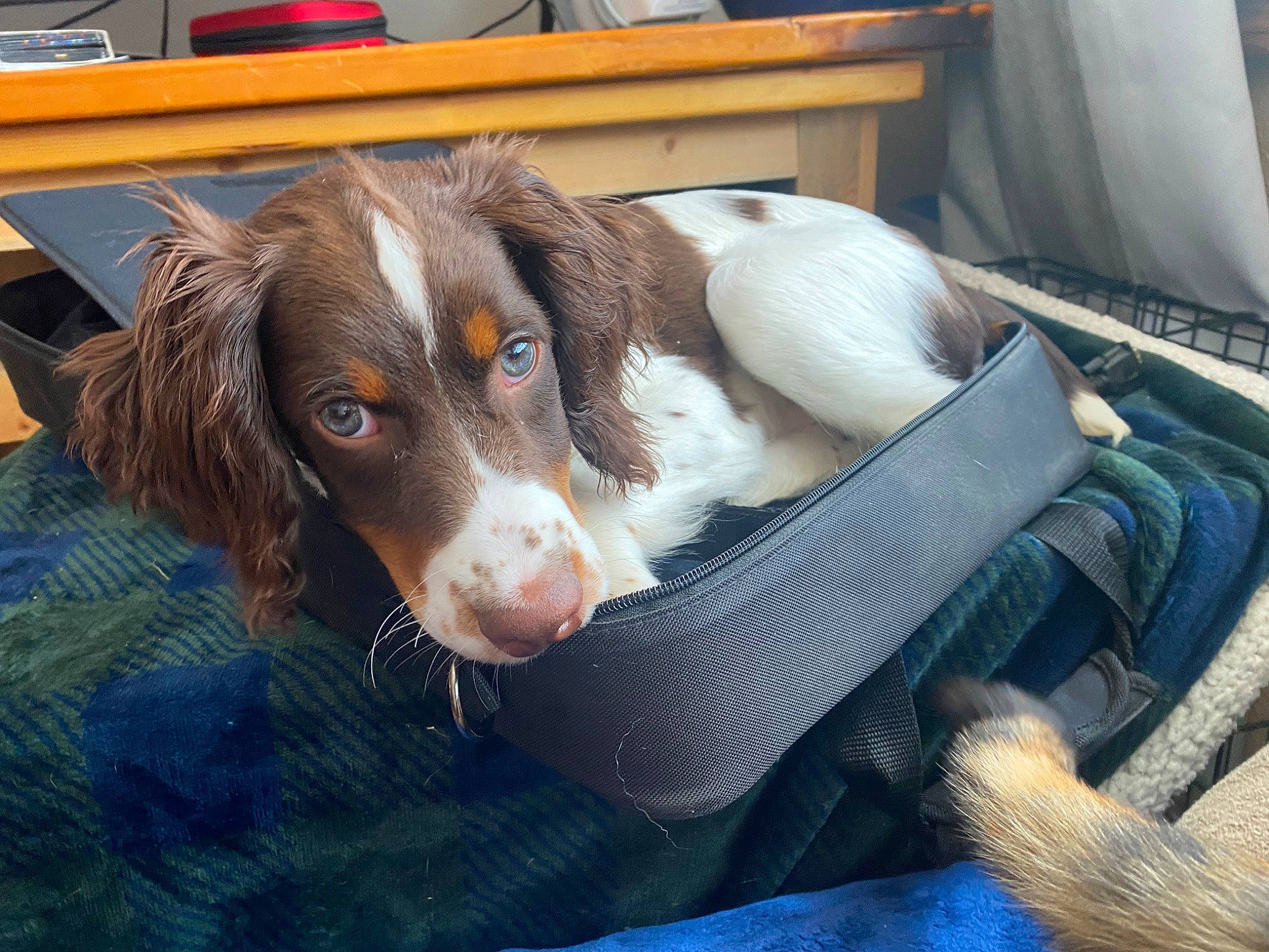 Apollo is registered to the contest to win money with this photo: canidae, carnivore, chair, comfort, companion_dog, dog, dog_breed, fur, liver, staple_food, table, terrestrial_animal, whiskers, windshield, working_animal, working_dog