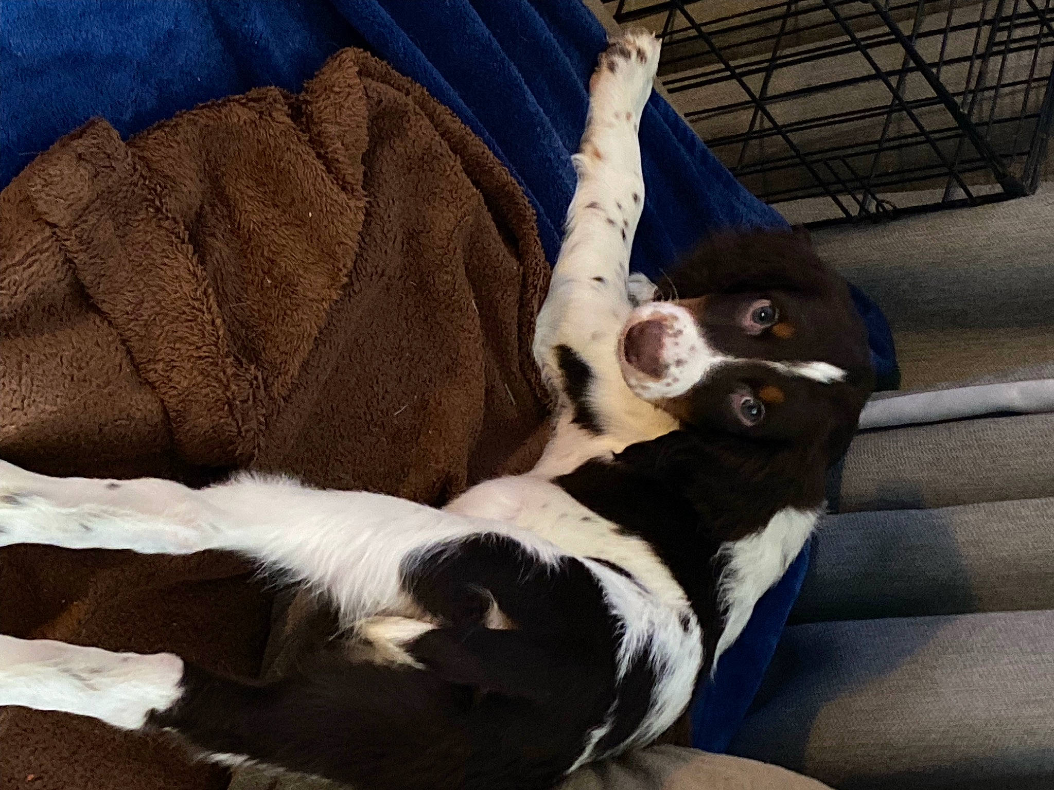 Apollo joined the competition — help win amazing prizes! canidae, carnivore, comfort, companion_dog, dog, dog_breed, fawn, felidae, fur, nap, non_sporting_group, paw, pet_supply, puppy, snout, sporting_group, tail, toy_dog, whiskers, working_animal