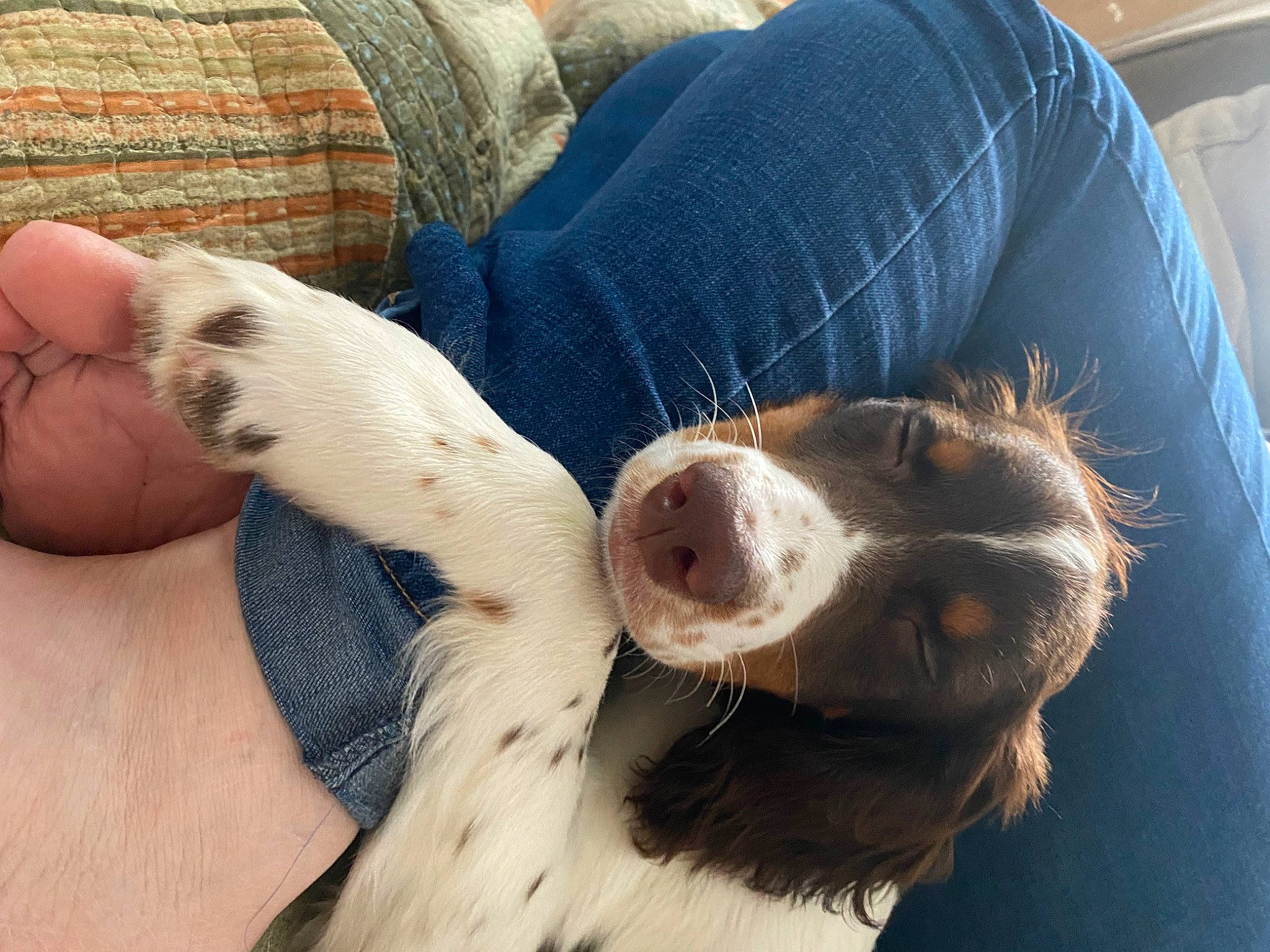 Apollo joined the competition — help win amazing prizes! canidae, carnivore, comfort, companion_dog, denim, dog, dog_breed, ear, fawn, fur, liver, paw, puppy, puppy_love, snout, sporting_group, sunglasses, terrestrial_animal, whiskers, working_animal