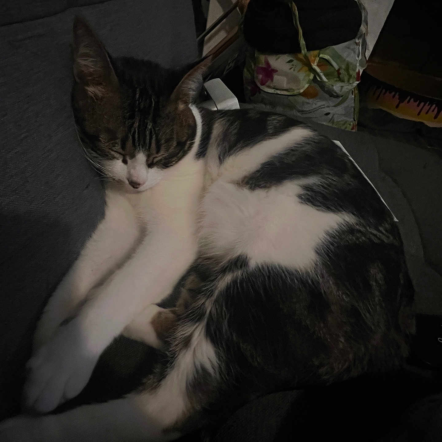 Tigrou a rejoint le concours — aidez-le/la à gagner de superbes lots ! accessories, animal, architecture, armchair, bag, building, cat, chair, couch, cushion, furniture, handbag, homedecor, indoors, kitten, manx, person, pet, purse, sleeping