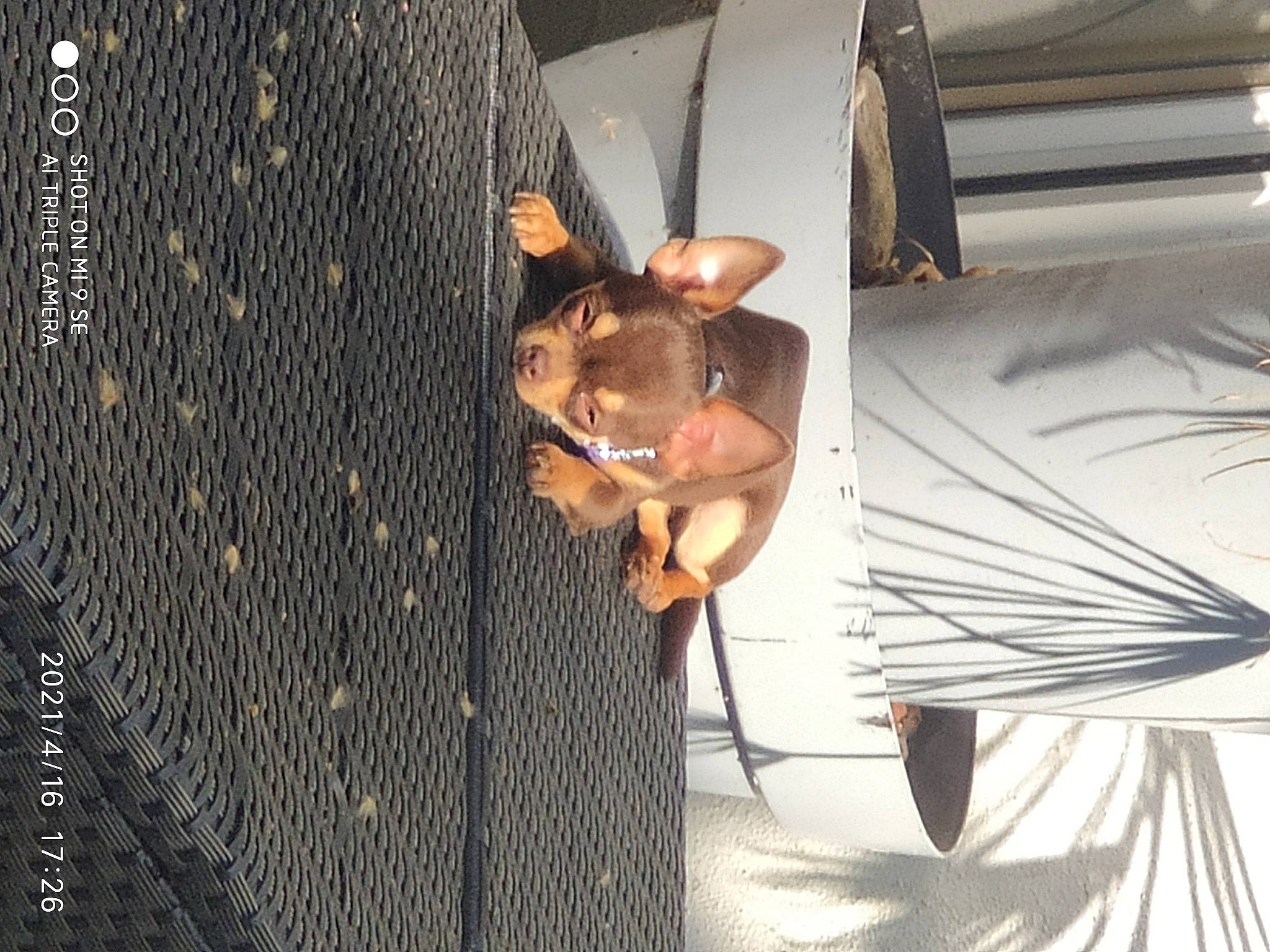 Moon a rejoint le concours — aidez-le/la à gagner de superbes lots ! art, automotive_design, ceiling, door, eyewear, fashion_accessory, fawn, glass, metal, shadow, sunglasses, tail, tie, vehicle_door, whiskers, wing, wood