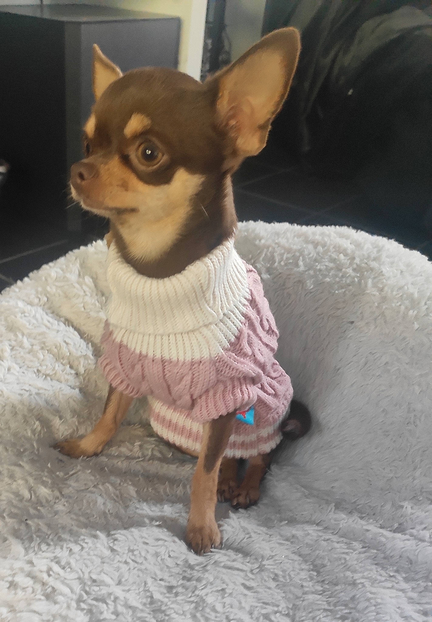 Moon participe au concours pour gagner de l'argent avec cette photo : art, canidae, carnivore, chihuahua, companion_dog, corgi_chihuahua, dog, dog_breed, dog_clothes, dog_supply, fawn, fur, russkiy_toy, snout, sporting_group, tail, terrestrial_animal, toy_dog, whiskers, working_animal