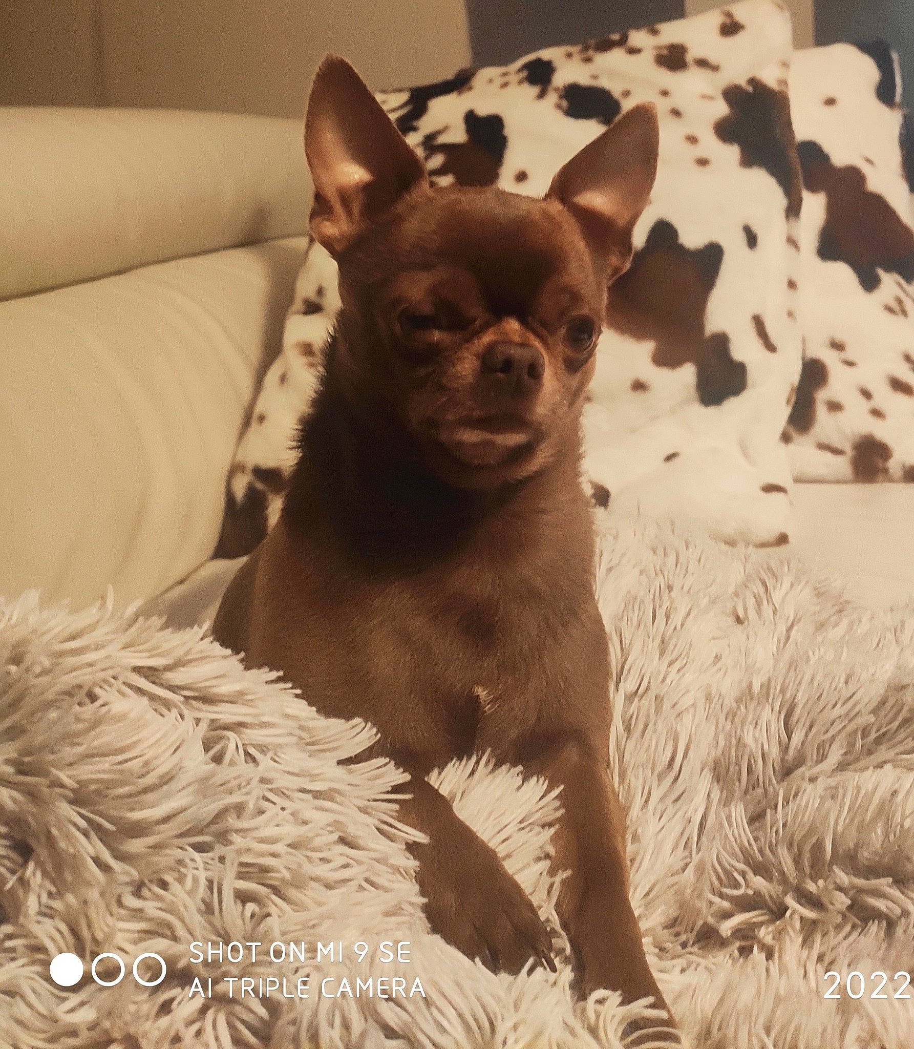 Suchard participe au concours pour gagner de l'argent avec cette photo : canidae, carnivore, chihuahua, comfort, companion_dog, couch, dog, dog_breed, ear, eye, fawn, felidae, head, liver, snout, sporting_group, terrestrial_animal, toy_dog, whiskers, working_animal