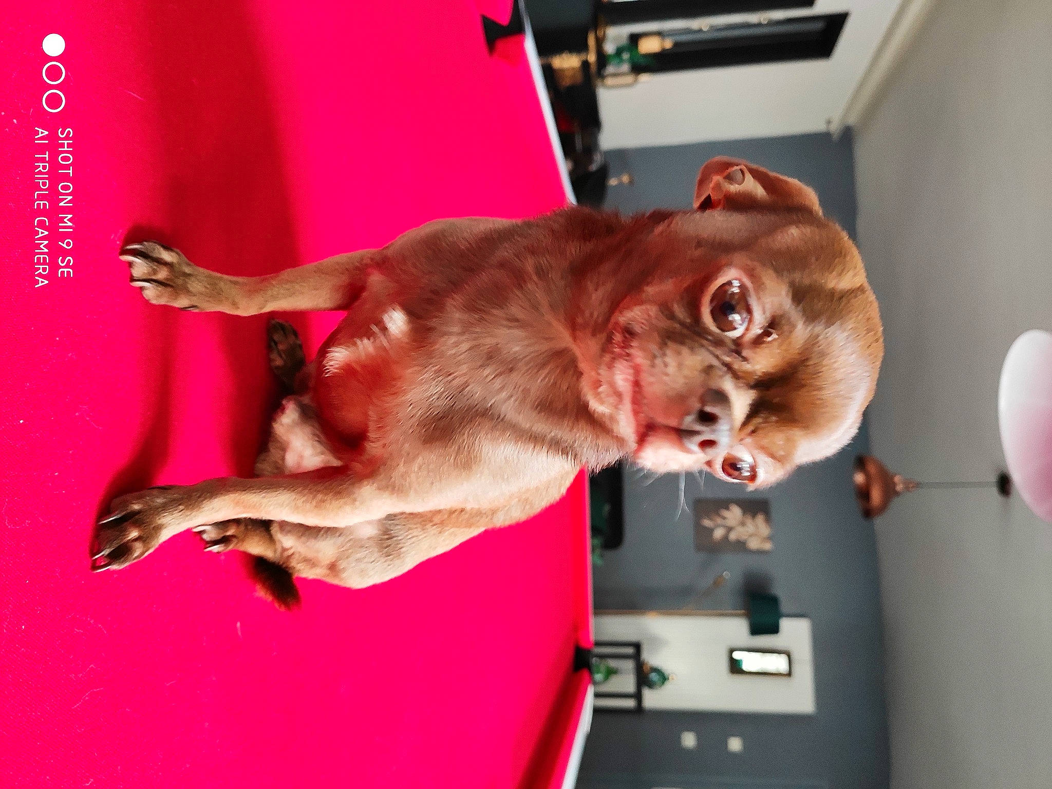 Suchard participe au concours pour gagner de l'argent avec cette photo : carnivore, comfort, companion_dog, dog, dog_breed, elbow, flesh, fur, human_leg, liver, sporting_group, tail, wrinkle