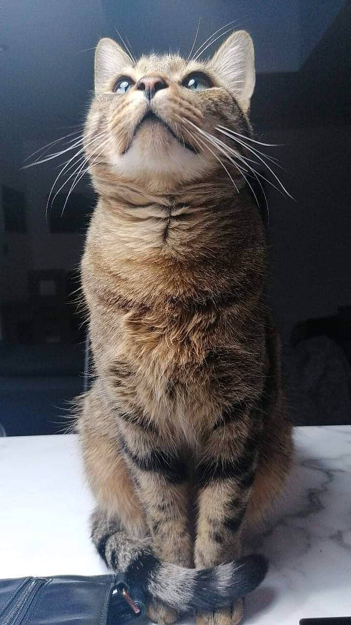 Thor is registered to the contest to win money with this photo: carnivore, cat, claw, domestic_short_haired_cat, fawn, felidae, fur, paw, sitting, small_to_medium_sized_cats, snout, tail, terrestrial_animal, whiskers