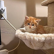 Finley is registered to the contest to win money with this photo: kitten, cat, orange_cat, white_cat, fluffy, pet, animal, cat_tree, hammock, indoor, cozy, furniture, wall, power_outlet, cord, cute, resting, young_animal, soft, domestic_animal