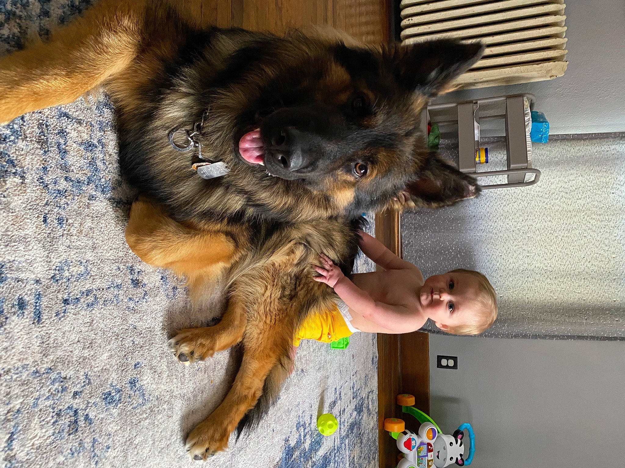 Liam is registered to the contest to win money with this photo: canidae, carnivore, claw, companion_dog, dog, dog_breed, fawn, foot, fur, liver, old_german_shepherd_dog, paw, person, sporting_group, t_shirt, tail, working_animal, working_dog