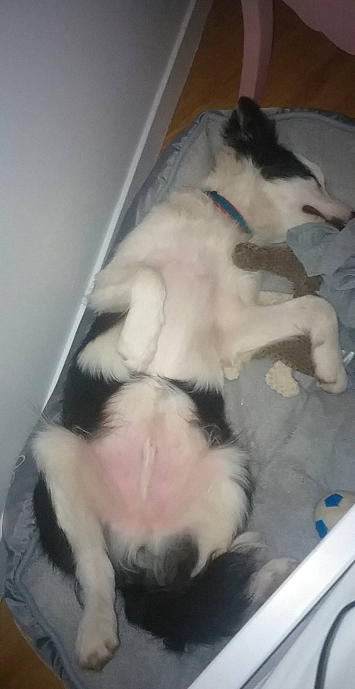 Ipso participe au concours pour gagner de l'argent avec cette photo : canidae, carnivore, dog, dog_breed, mammal, sporting_group, tail