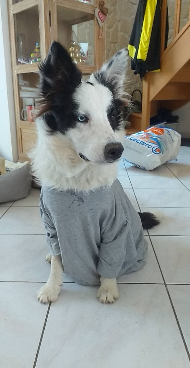 Ipso a rejoint le concours — aidez-le/la à gagner de superbes lots ! border_collie, canidae, carnivore, companion_dog, dog, dog_breed, ear, mammal, rare_breed_dog, vertebrate