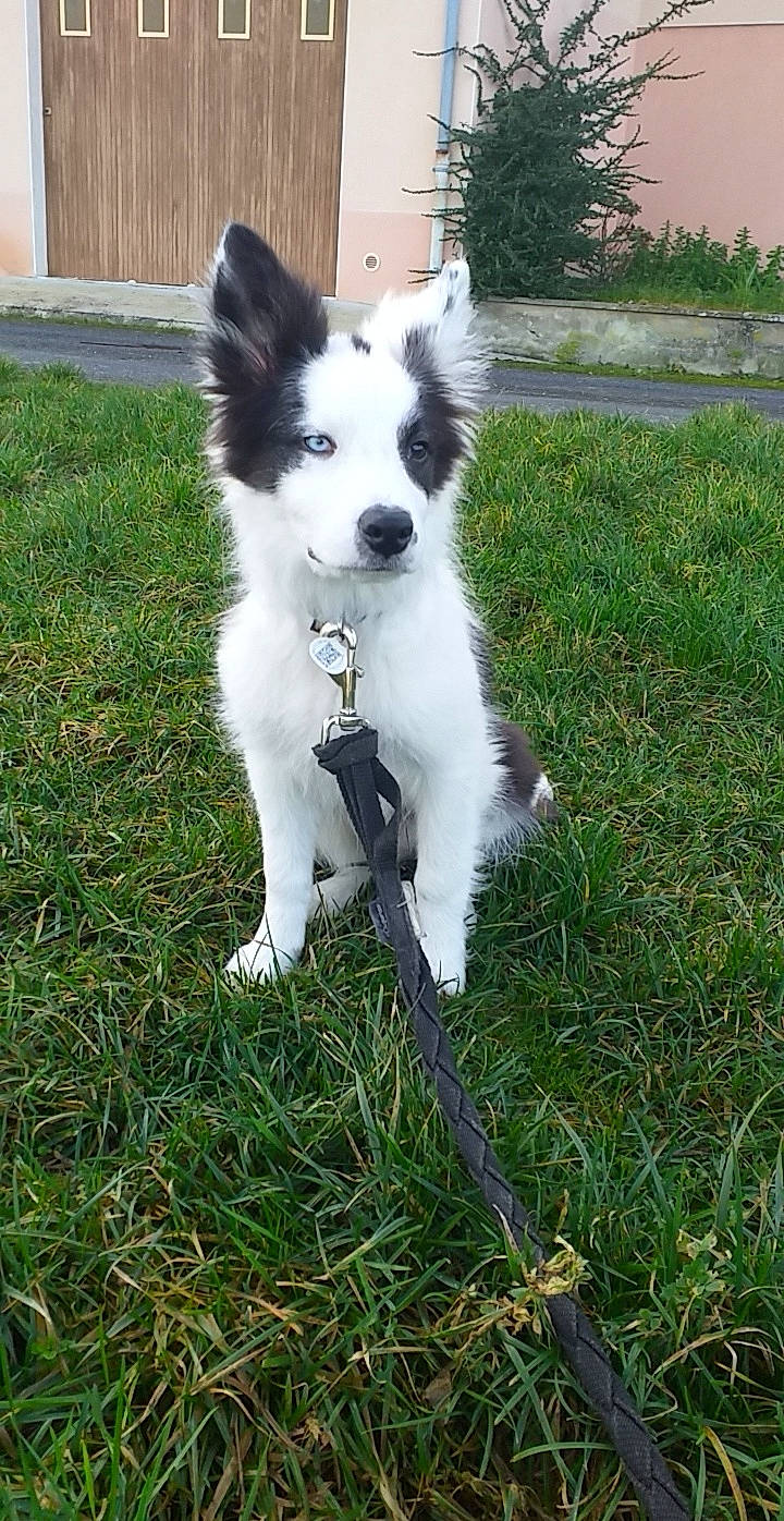 Ipso participe au concours pour gagner de l'argent avec cette photo : australian_collie, border_collie, canidae, carnivore, companion_dog, dog, dog_breed, herding_dog, mammal, rare_breed_dog, russo_european_laika, sporting_group, vertebrate