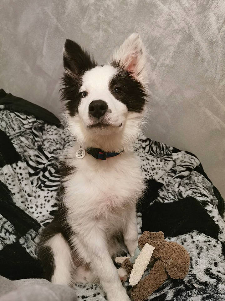 Ipso participe au concours pour gagner de l'argent avec cette photo : border_collie, canidae, carnivore, companion_dog, dog, dog_breed, mammal, puppy, snout, vertebrate, whiskers