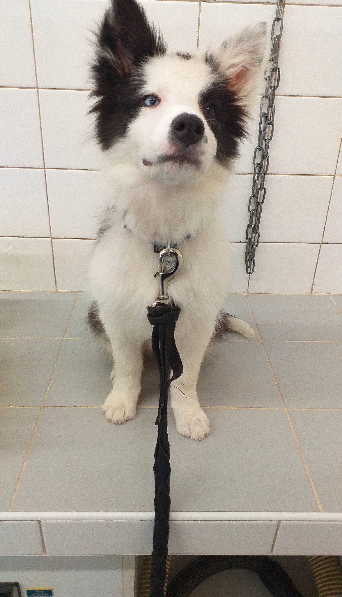 Ipso a rejoint le concours — aidez-le/la à gagner de superbes lots ! border_collie, canidae, carnivore, companion_dog, dog, dog_breed, herding_dog, mammal, papillon, puppy, rare_breed_dog, siberian_husky, vertebrate, working_dog