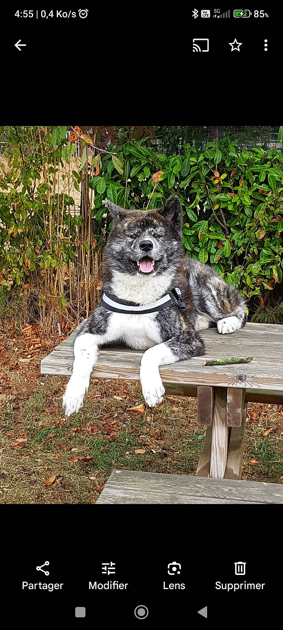 Say a rejoint le concours — aidez-le/la à gagner de superbes lots ! bench, carnivore, companion_dog, dog, dog_breed, fawn, felidae, fur, grass, groundcover, outdoor_bench, outdoor_furniture, plant, snout, soil, sporting_group, tail, whiskers, wood, working_animal