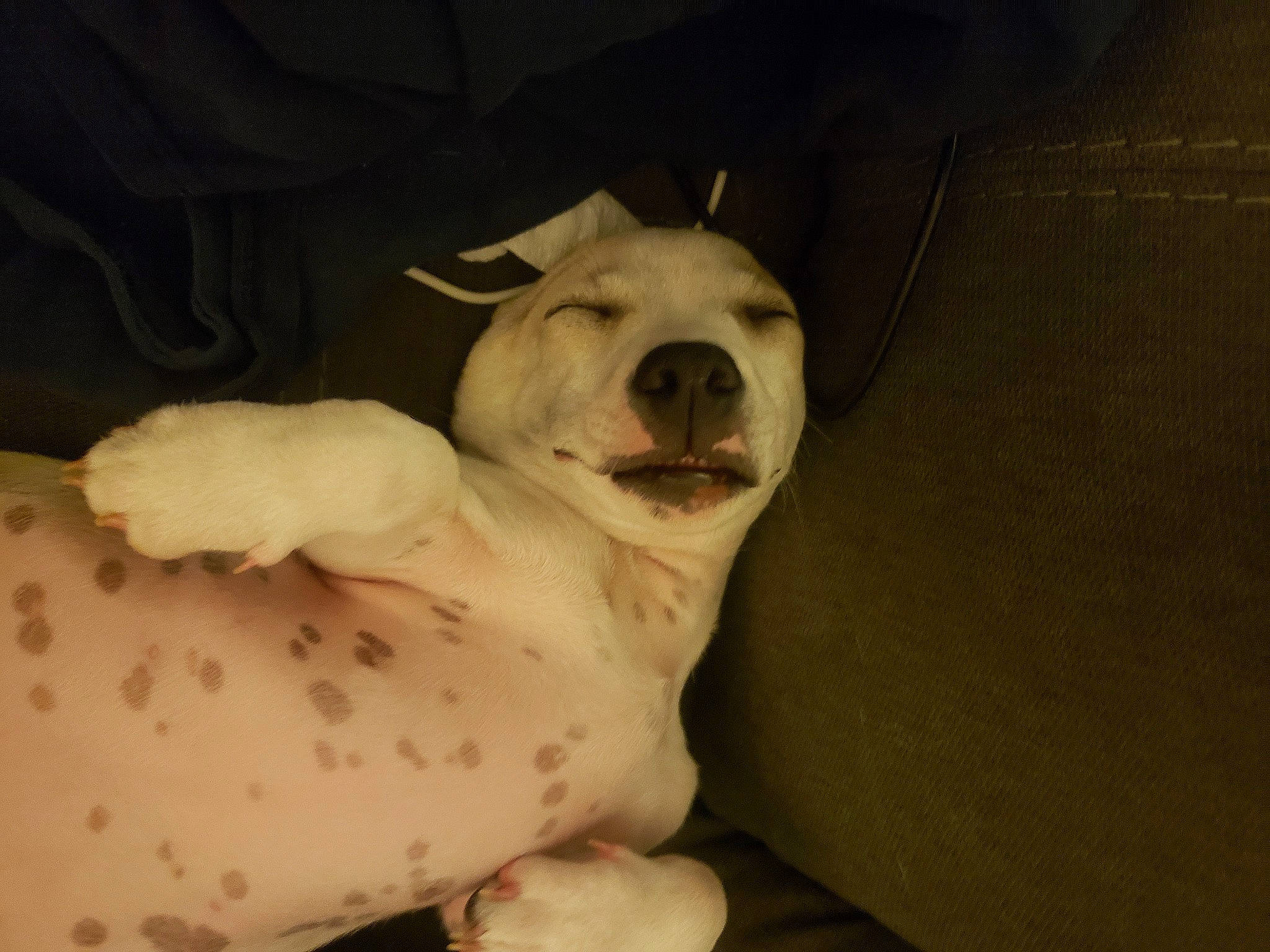 Baby Yoda is registered to the contest to win money with this photo: american_bulldog, canidae, carnivore, companion_dog, dog, dog_breed, dogo_argentino, dogo_guatemalteco, ear, mammal, non_sporting_group, nose, puppy, puppy_love, snout, vertebrate