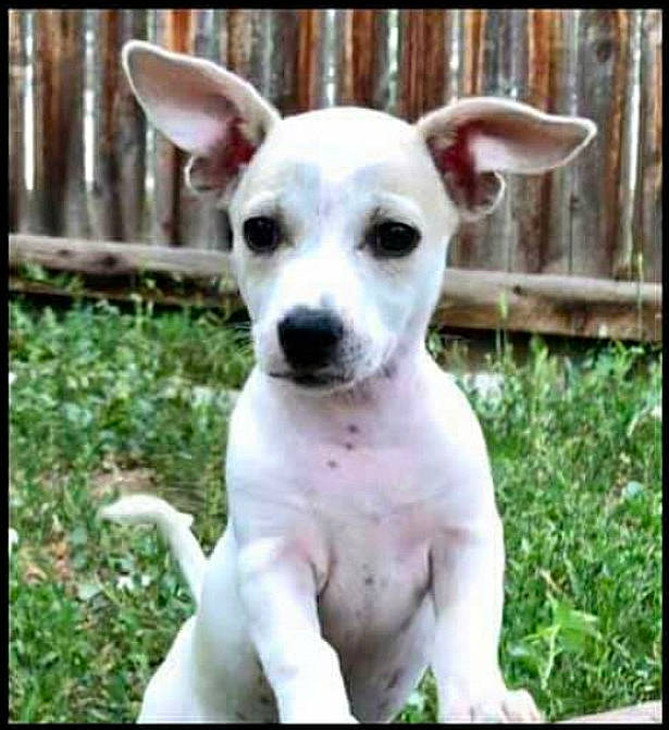 Baby Yoda is registered to the contest to win money with this photo: ancient_dog_breeds, canidae, carnivore, chihuahua, companion_dog, dog, dog_breed, ear, feist, mammal, non_sporting_group, nose, photo_caption, puppy, rare_breed_dog, rat_terrier, snout, sporting_group, vertebrate