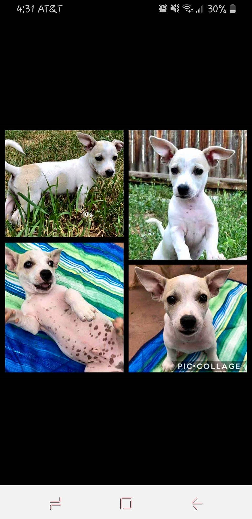 Baby Yoda joined the competition — help win amazing prizes! ancient_dog_breeds, canidae, carnivore, collage, companion_dog, dog, dog_breed, jack_russell_terrier, mammal, non_sporting_group, photo_caption, photography, puppy, puppy_love, russell_terrier, vertebrate