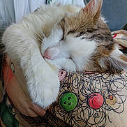 Asgard participe au concours pour gagner de l'argent avec cette photo : animal, cat, closeup, colorful, cozy, cute, domestic_cat, ears, feline, fluffy, indoor, nap, patterned_pillow, paw, pet, relaxation, resting, sleeping, soft, whiskers