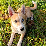 Arcane participe au concours pour gagner de l'argent avec cette photo : dog, grass, outdoor, sunlight, animal, pet, heterochromia, brown_eye, blue_eye, fur, ears, nature, canine, paw, lying_down, curious, young_dog, muzzle, tail, close_up
