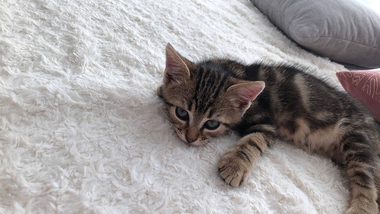 Brioche a rejoint le concours — aidez-le/la à gagner de superbes lots ! carnivore, cat, cat_supply, claw, comfort, domestic_short_haired_cat, fawn, felidae, fur, paw, small_to_medium_sized_cats, snout, tail, terrestrial_animal, tree, whiskers, wildlife