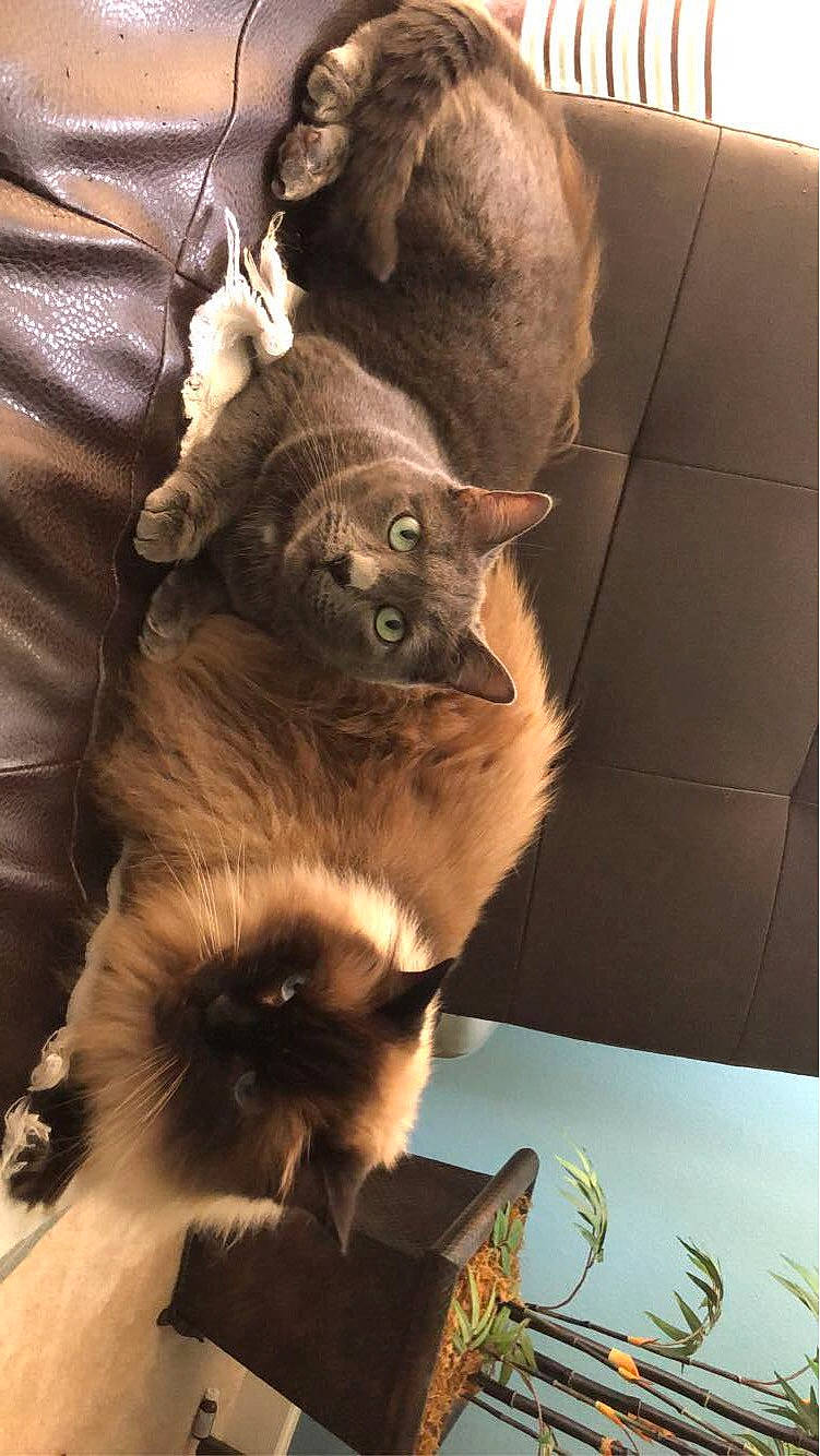 Paris joined the competition — help win amazing prizes! birman, box, brown, cardboard, carnivore, cat, claw, domestic_short_haired_cat, fawn, felidae, fur, paw, siamese, small_to_medium_sized_cats, snout, tail, tonkinese, whiskers