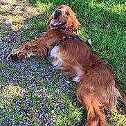Sunny a rejoint le concours — aidez-le/la à gagner de superbes lots ! dog, spaniel, brown_dog, long_hair, floppy_ears, smiling, happy, lying_down, outdoor, grass, gravel, park, sunlight, shadow, collar, harness, pet, animal, portrait, nature
