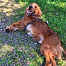 dog, spaniel, brown_dog, long_hair, floppy_ears, smiling, happy, lying_down, outdoor, grass, gravel, park, sunlight, shadow, collar, harness, pet, animal, portrait, nature