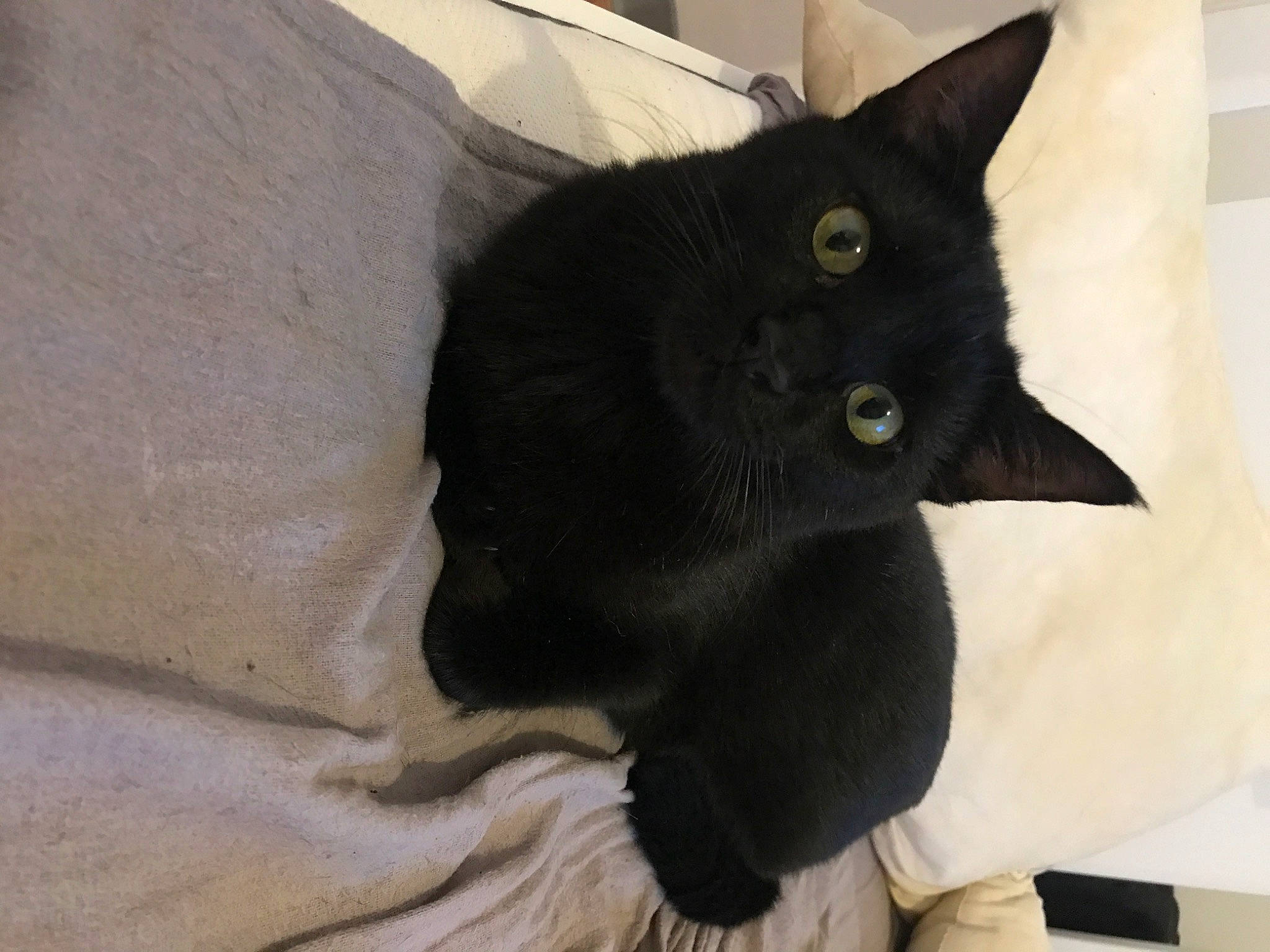 Mew participe au concours pour gagner de l'argent avec cette photo : black_cat, bombay, carnivore, cat, claw, comfort, domestic_short_haired_cat, felidae, fur, paper_product, small_to_medium_sized_cats, snout, tail, terrestrial_animal, whiskers