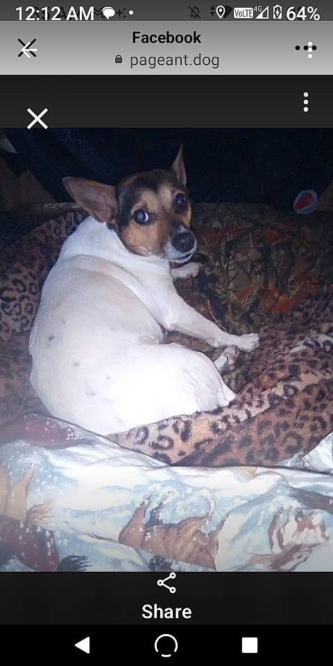 Bella Mae joined the competition — help win amazing prizes! canidae, carnivore, chilean_fox_terrier, comfort, companion_dog, darkness, dog, dog_breed, dog_supply, ear, fawn, fur, paw, sitting, small_terrier, snout, sporting_group, terrestrial_animal, toy_dog, whiskers