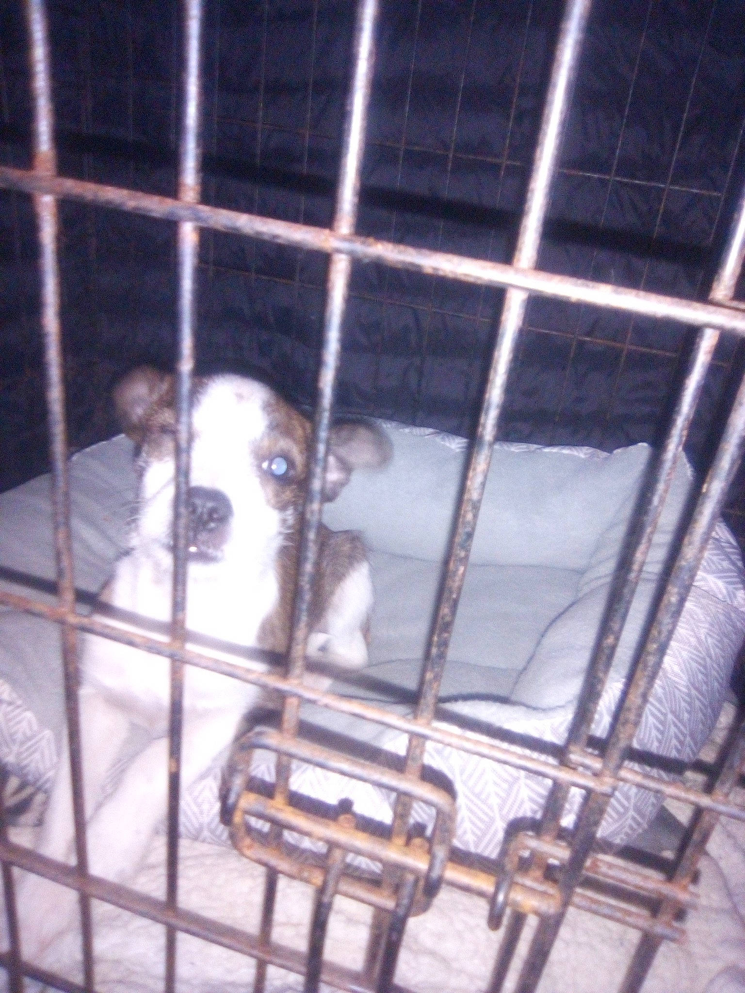 Keelo joined the competition — help win amazing prizes! animal_shelter, black_footed_ferret, cage, carnivore, companion_dog, dog, dog_breed, dog_crate, dog_supply, ferret, fur, kennel, mesh, pet_supply, service, snout, sporting_group, terrestrial_animal, whiskers, working_animal