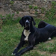 Darko a rejoint le concours — aidez-le/la à gagner de superbes lots ! cane_corso, carnivoran, dog, dog_breed, dog_like_mammal, grass, great_dane, guard_dog, snout