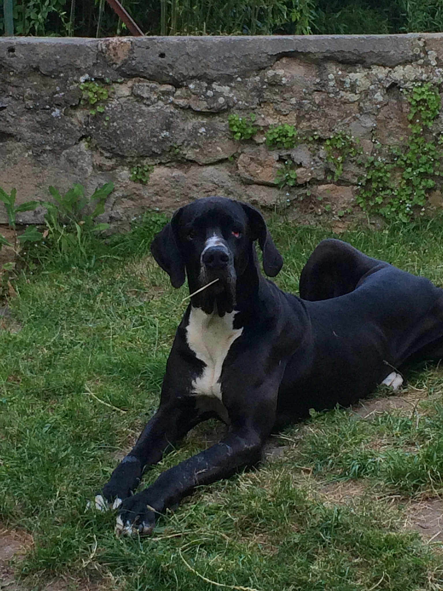 Darko