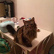 Cymba a rejoint le concours — aidez-le/la à gagner de superbes lots ! carnivoran, cat, cat_like_mammal, fur, kitten, maine_coon, mammal, norwegian_forest_cat, small_to_medium_sized_cats, vertebrate, whiskers