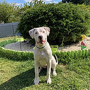 Rosie participe au concours pour gagner de l'argent avec cette photo : animal, blue_sky, bush, clouds, collar, daytime, dog, fence, flower_bed, garden, garden_gnome, grass, greenery, nature, outdoor, pet, sitting, summer, sunny, white_dog