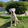 animal, blue_sky, bush, clouds, collar, daytime, dog, fence, flower_bed, garden, garden_gnome, grass, greenery, nature, outdoor, pet, sitting, summer, sunny, white_dog