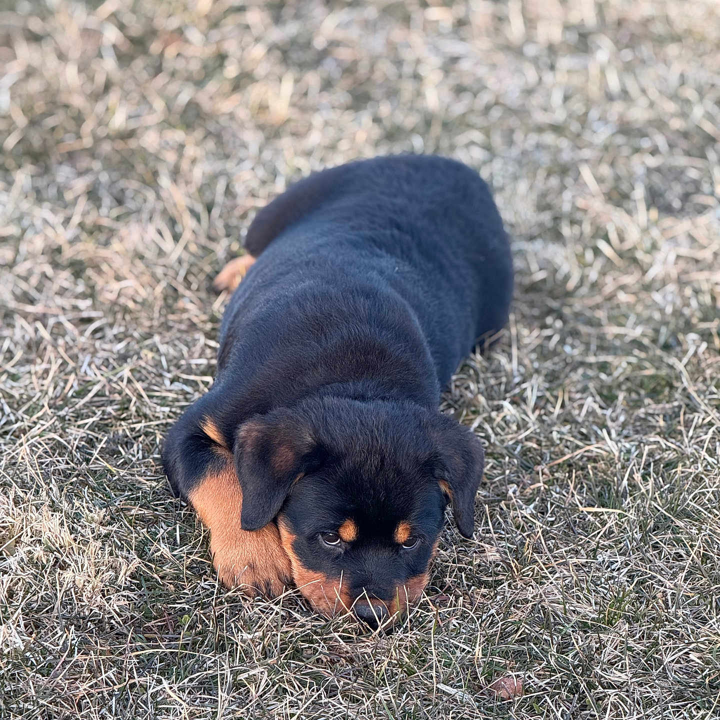 Athena is registered to the contest to win money with this photo: animal, appenzeller, ball, canine, dog, field, grass, grassland, hound, labradorretriever, nature, outdoors, person, pet, plant, puppy, sleeping, sport, tennis, tennisball