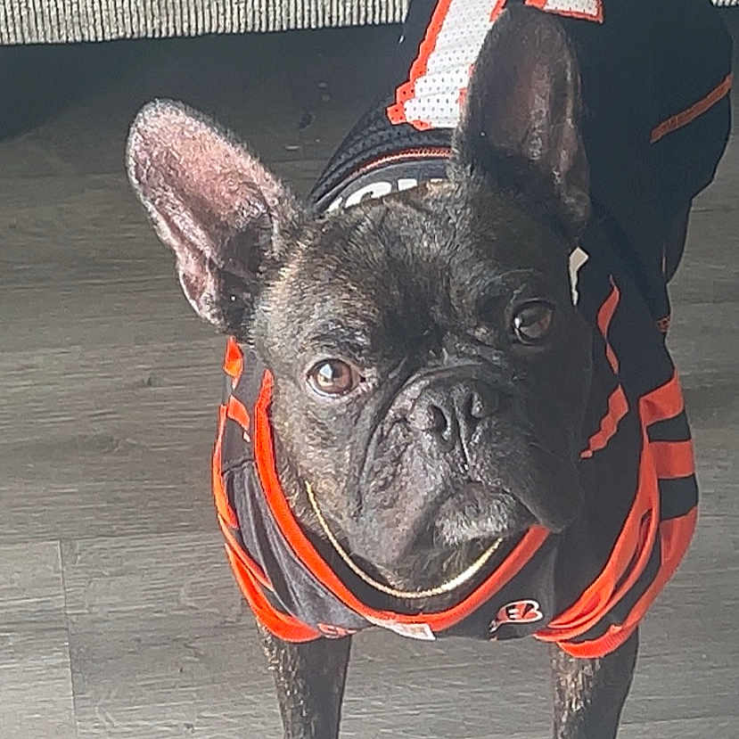 Duke is registered to the contest to win money with this photo: animal, bostonbull, bulldog, canine, clothing, dog, frenchbulldog, harness, lifejacket, pet, pitbull, policedog, pug, puppy, snout, vest, whitedog
