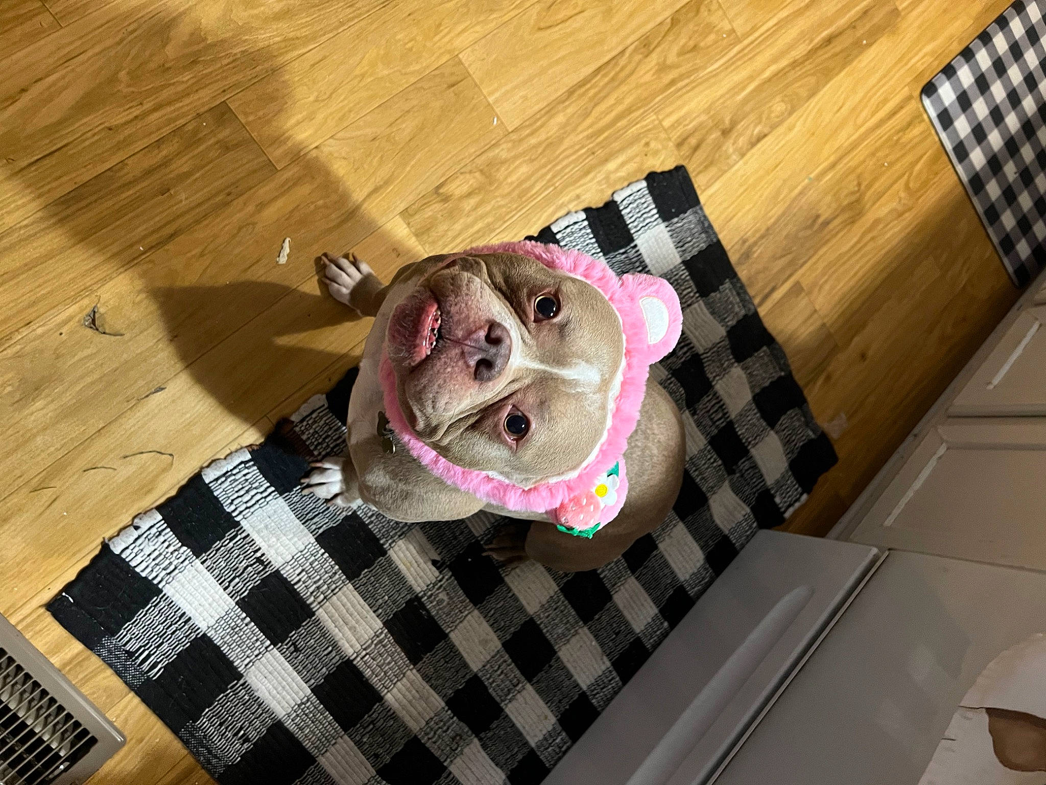 Drake is registered to the contest to win money with this photo: canidae, carnivore, companion_dog, dog, dog_breed, dog_crate, dog_supply, fawn, floor, flooring, fur, hardwood, linens, pattern, pet_supply, snout, sporting_group, wood, wood_stain, working_animal