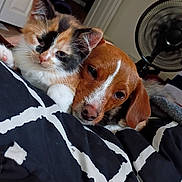 Bear joined the competition — help win amazing prizes! kitten, dog, calico_cat, brown_dog, bed, blanket, indoor, cozy, snuggling, resting, pet, animal, fur, cute, companion, home, fan, door, comfort, relaxation