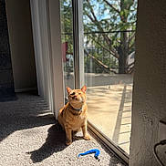 Roman joined the competition — help win amazing prizes! alert, animal, backyard, blue_toy, carpet, cat, collar, glass_door, home, indoors, orange_cat, pet, playful, portrait, shadow, sitting, sunbeam, sunlight, trees, window