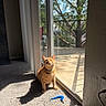 alert, animal, backyard, blue_toy, carpet, cat, collar, glass_door, home, indoors, orange_cat, pet, playful, portrait, shadow, sitting, sunbeam, sunlight, trees, window