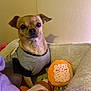 dog, small_dog, shirt, plush_toy, dog_bed, blanket, indoor, pet, cute, cozy, beige_wall, smiling_toy, soft_texture, resting, animal, companion, stuffed_animal, purple_blanket, orange_toy, calm