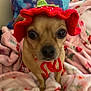 Ruby joined the competition — help win amazing prizes! dog, small_dog, knitted_hat, red_hat, green_decoration, blanket, floral_pattern, indoor, pet, cute, curious, close_up, animal, cozy, brown_dog, canine, sitting, looking_at_camera, soft_texture, domestic_animal