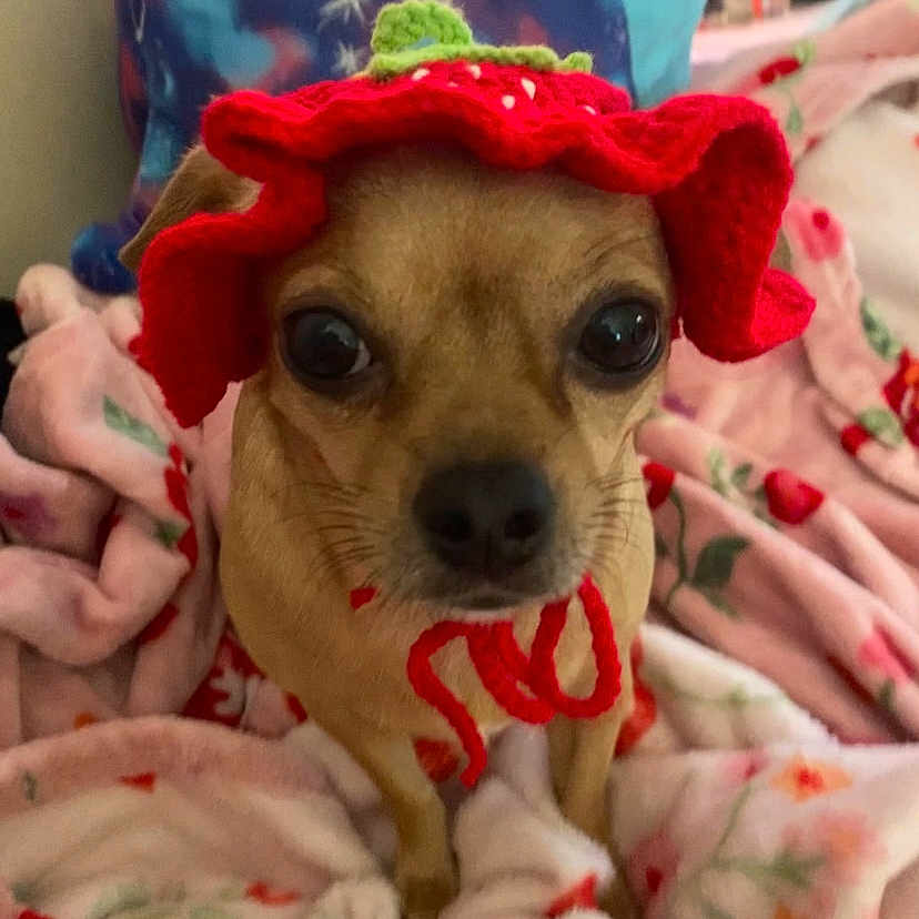 Ruby joined the competition — help win amazing prizes! animal, blanket, brown_dog, canine, close_up, cozy, curious, cute, dog, domestic_animal, floral_pattern, green_decoration, indoor, knitted_hat, looking_at_camera, pet, red_hat, sitting, small_dog, soft_texture