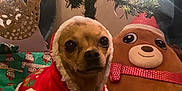 Ruby is registered to the contest to win money with this photo: celebration, christmas_decorations, christmas_lights, christmas_presents, christmas_tree, cute, decor, dog, festive, festive_clothing, holiday, holiday_spirit, indoor, ornament, plush_toy, ribbon, santa_outfit, small_dog, striped_rug, wrapped_gifts