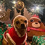 dog, christmas_tree, christmas_lights, christmas_decorations, christmas_presents, plush_toy, holiday, festive_clothing, santa_outfit, wrapped_gifts, ornament, ribbon, striped_rug, indoor, small_dog, cute, holiday_spirit, decor, festive, celebration