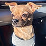 dog, small_dog, tan_dog, pet, close_up, indoor, car_interior, sunlight, ears, fur, attentive, shirt, clothing, animal, companion, cute, portrait, sitting, nose, whiskers